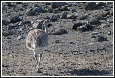 andu or Greater Rhea (Torres del Paine, Chilean Patagonia)