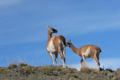 Two Guanacos