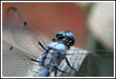 Blue Eyed Dragonfly