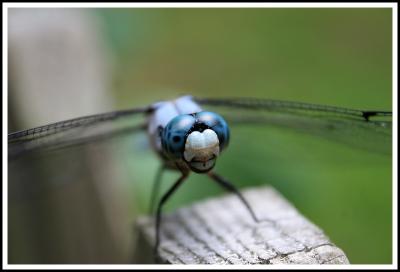 Blue Eyed Dragonfly