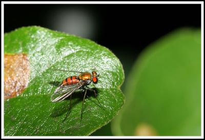 Small Iridescent Fly