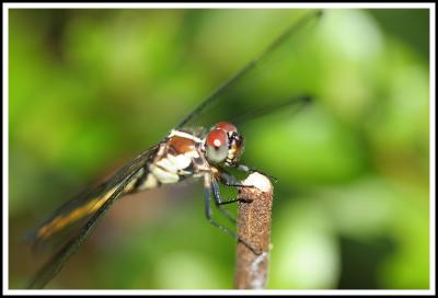 Red and Green Eyed Dragonfly