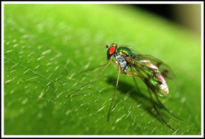 Small Iridescent Fly