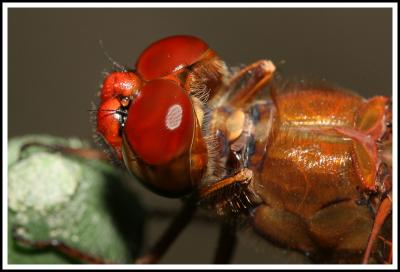 Red Eyed (VERY) Red Dragonfly