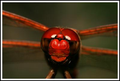 Red Eyed (VERY) Red Dragonfly