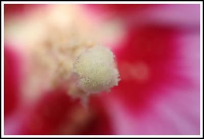 Flower Pistil and Pollen