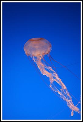 Jelly on Blue 2