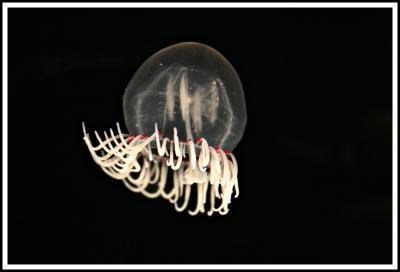 Jelly on Black