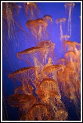 Many Jellyfish