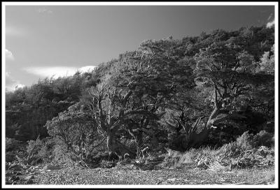 Patagonia: Trees in the Wind