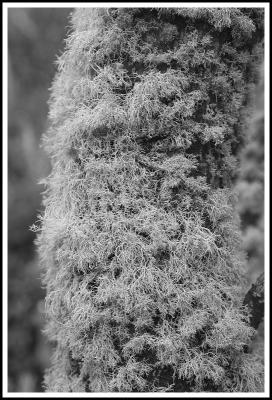 Patagonia: Moss in B&W