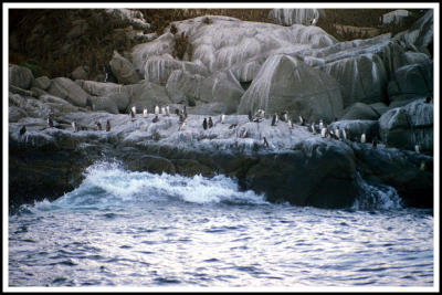 1991PapudoPenguins.jpg