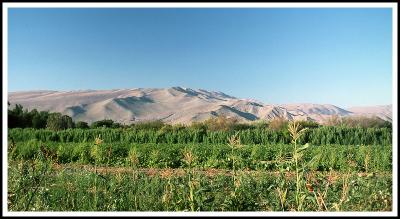 Irrigated Crops and Barren Desert