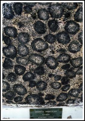 Orbicular Granite (Rare Rock Type)
