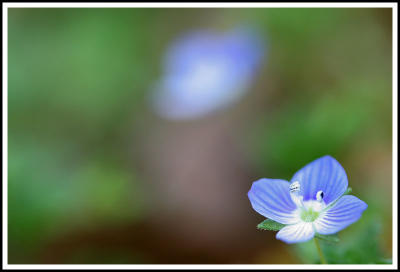 Tiny Little Flower