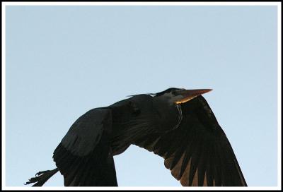 Blue Heron