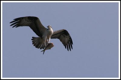 The Other Osprey