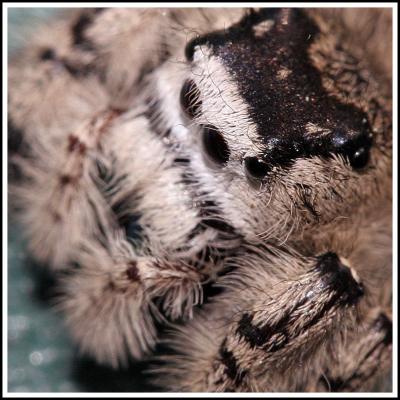 Spider Profile
