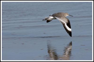 Sandpiper in Flight