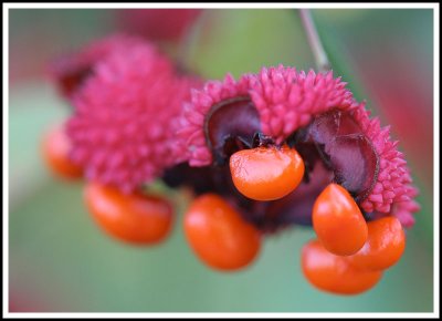 Hearts-a-Bursting (Euonymus americana) Seeds