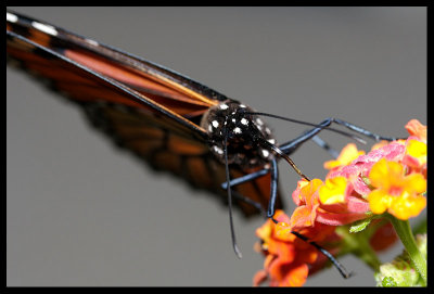 Monarch Butterfly III