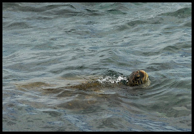 Green Sea Turtle