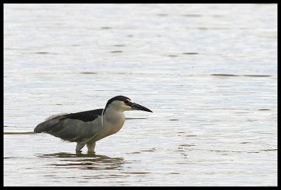 Black-Crowned Night Heron