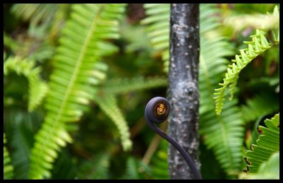 Ferns and Fiddlehead