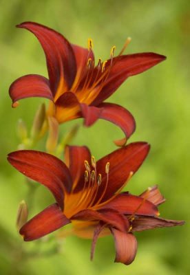 Lily Pair