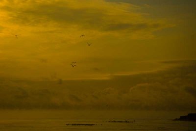 Seagulls At Sunrise.jpg