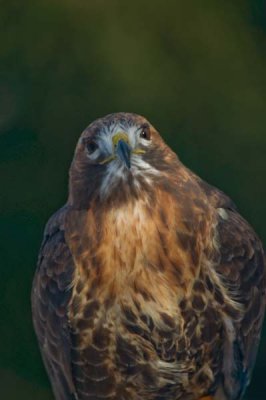 Red-Taied Hawk