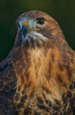 Red-Tailed Hawk Portrait