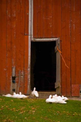 Ducks At The Red Barn.jpg