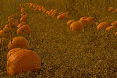 Pumpkin Field.jpg