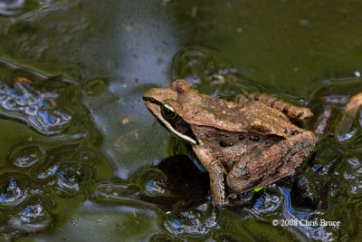 Wood Frog