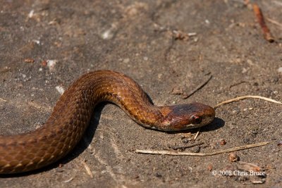 Red-bellied Snake Portrait
