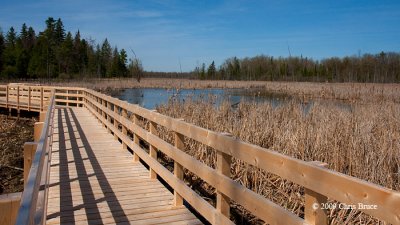 Jack Pine Trail boardwalk