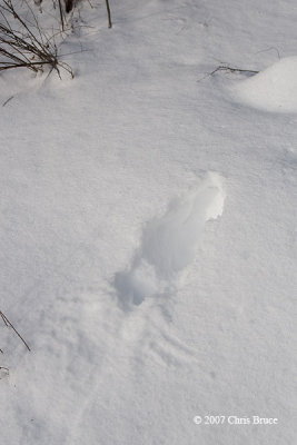 Ruffed Grouse snow burrow plunge hole