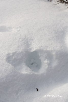 Ruffed Grouse snow burrow exit hole