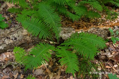 Ostrich Fern (Matteuccia struthiopteris)