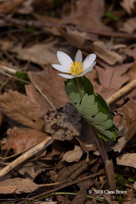 Bloodroot (Sanguinaria canadensis)