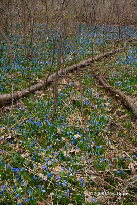 Siberian Squill (Scilla siberica)