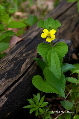 Downy Yellow Violet (Viola pubescens)