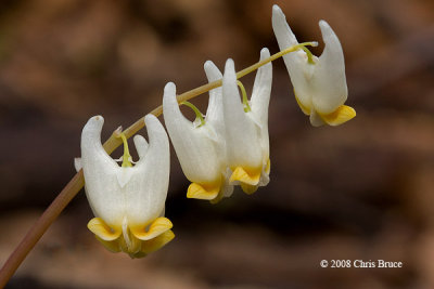 Dutchman's Breeches (Dicentra cucullaria)