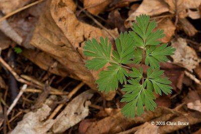 Dutchman's Breeches leaves (Dicentra cucullaria)