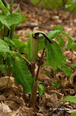 Jack in the Pulpit (Arisaema triphyllum)