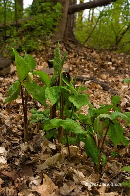 Jack in the Pulpit (Arisaema triphyllum)