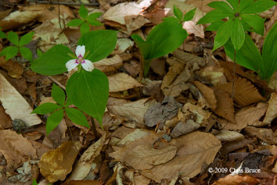 Painted Trillium (Trillium undulatum)