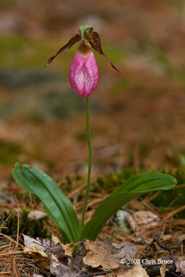 Pink Lady's-Slipper (Cypripedium acaule)