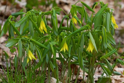 Large-flowered Bellwort (Uvularia grandiflora)